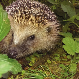 Sie helfen den Igeln mit Futter- und Sachspenden Sie helfen den Igeln mit Futter- und Sachspenden