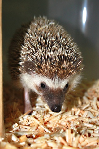 Haustier Igel