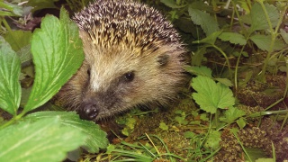 Zur Paarungszeit beobachtet man das Igelkarussell Zur Paarungszeit beobachtet man das Igelkarussell