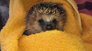 Igel können ein Gebiet von 100 Hektar durchstöbern Igel können ein Gebiet von 100 Hektar durchstöbern